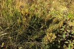 Aeschynomene aphylla