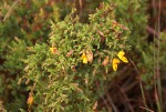 Aeschynomene aphylla