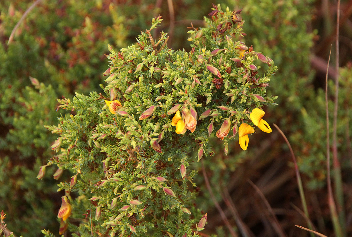Aeschynomene aphylla