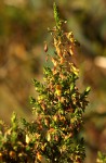 Aeschynomene aphylla