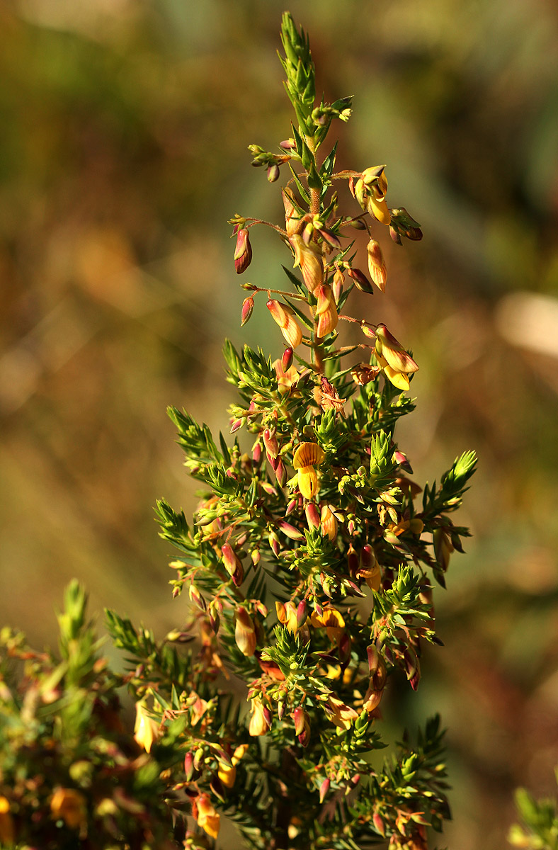 Aeschynomene aphylla