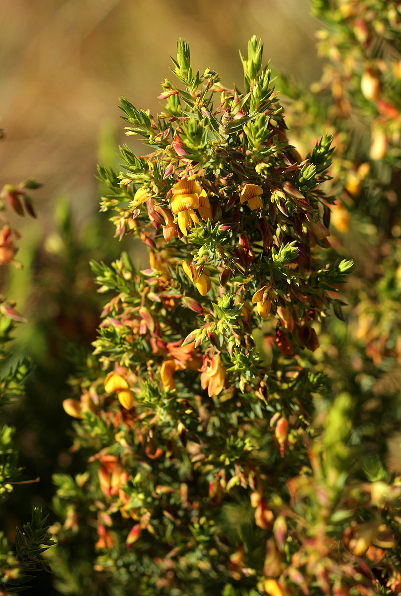 Aeschynomene aphylla