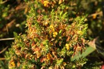 Aeschynomene aphylla