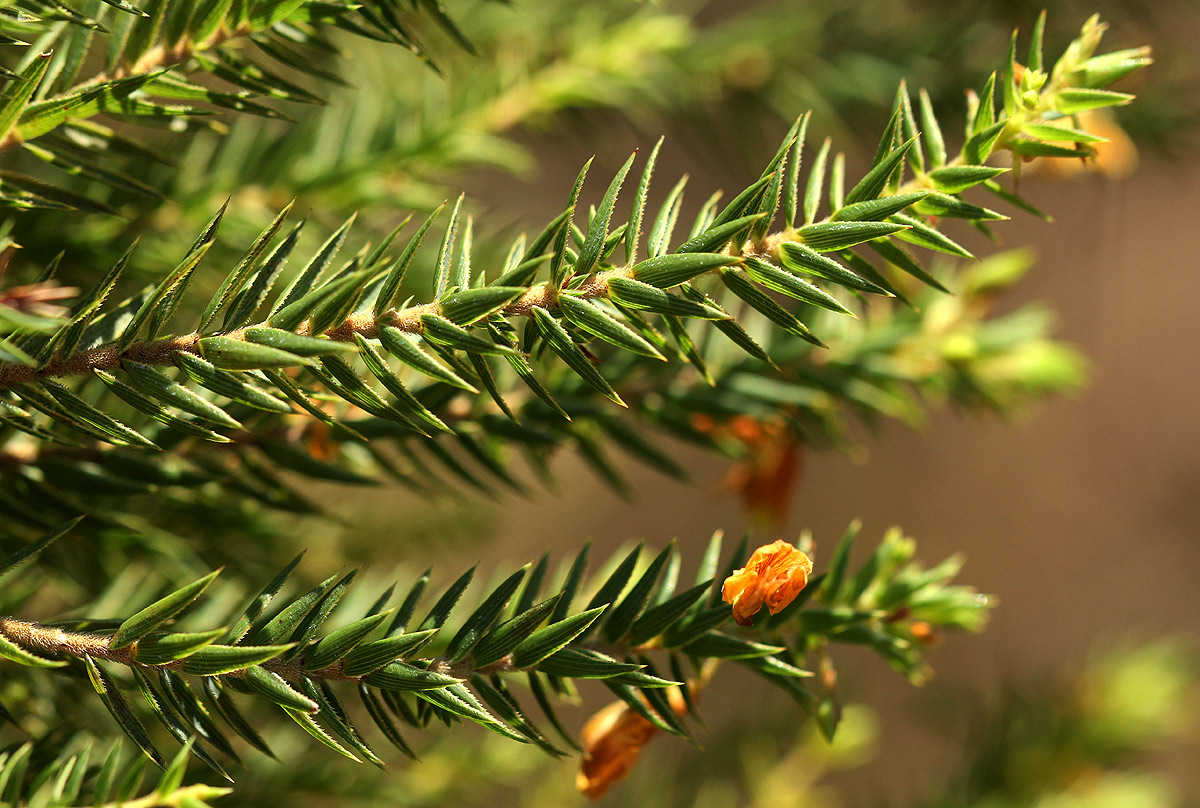 Aeschynomene aphylla