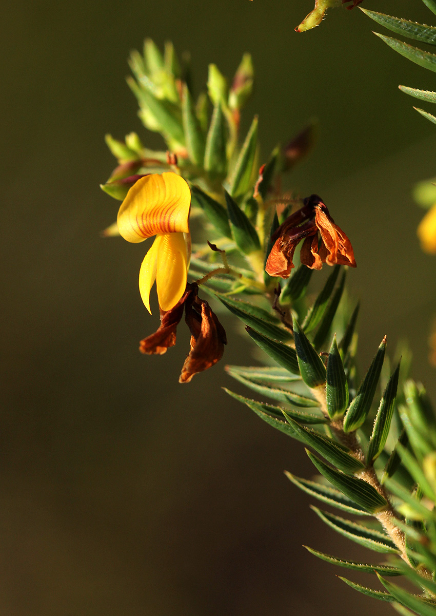 Aeschynomene aphylla