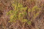 Aeschynomene aphylla