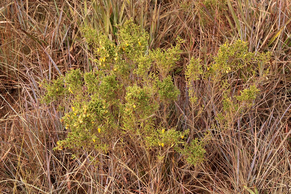 Aeschynomene aphylla