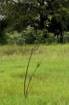 Aeschynomene cristata var. cristata