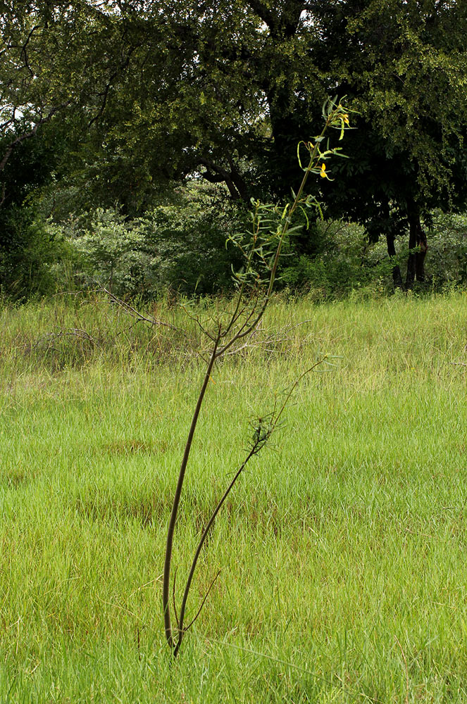 Aeschynomene cristata var. cristata