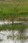 Aeschynomene cristata var. cristata