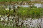 Aeschynomene cristata var. cristata