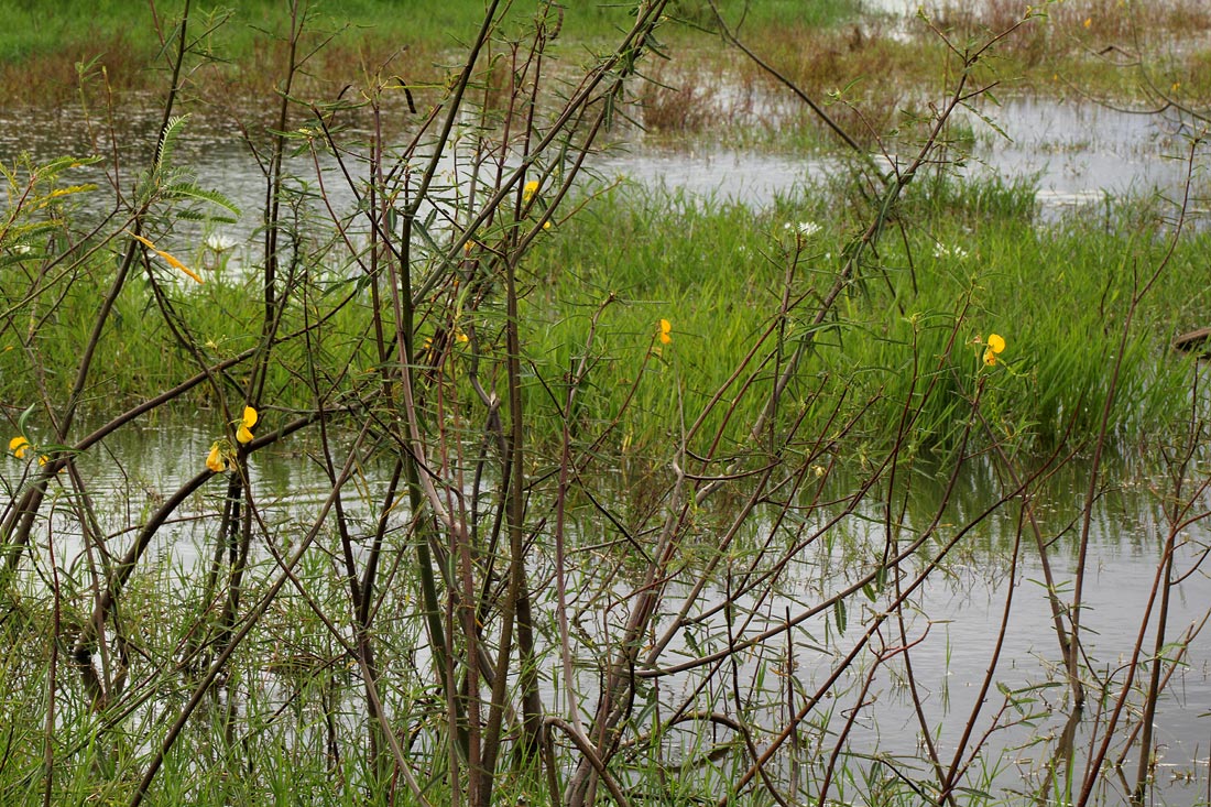 Aeschynomene cristata var. cristata