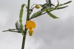 Aeschynomene cristata var. cristata