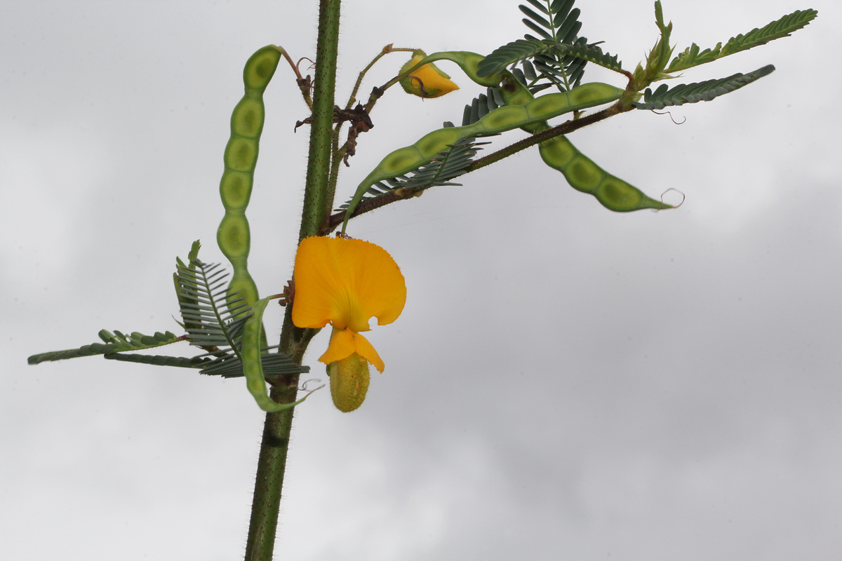 Aeschynomene cristata var. cristata