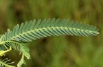Aeschynomene cristata var. cristata