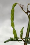 Aeschynomene cristata var. cristata