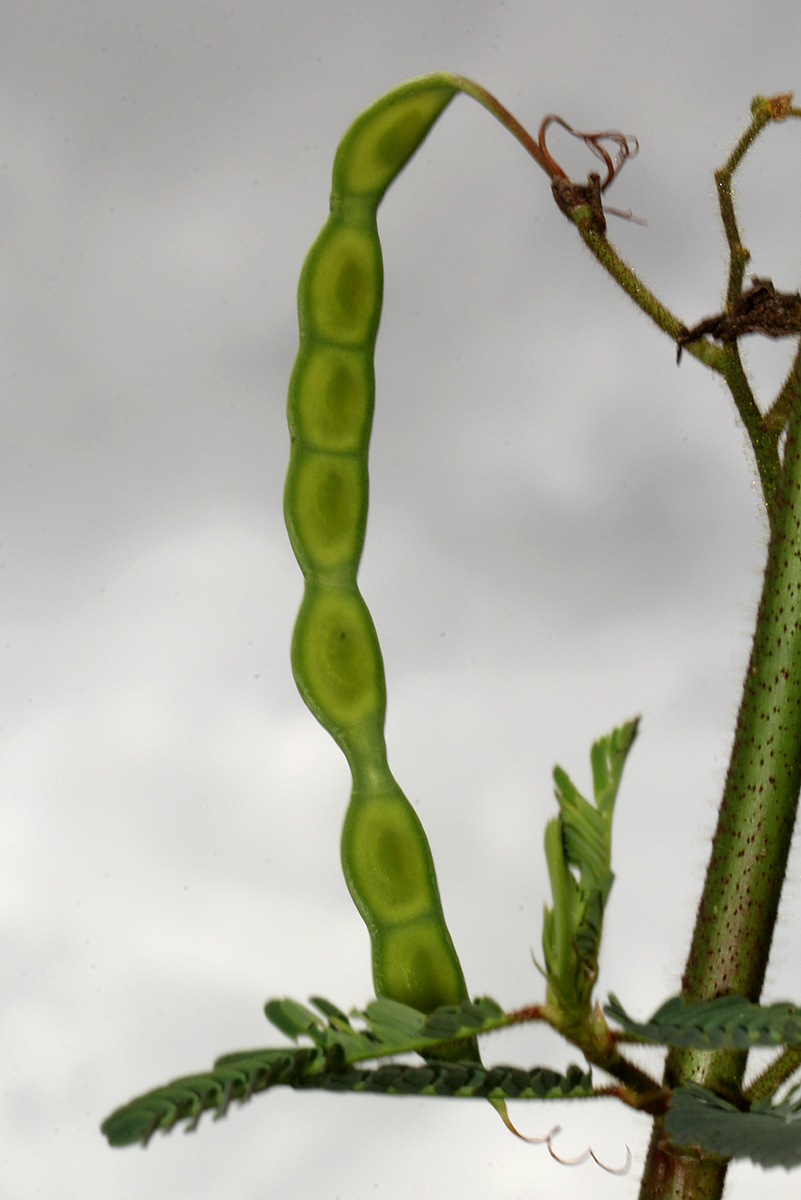 Aeschynomene cristata var. cristata