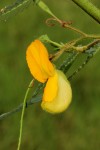 Aeschynomene cristata var. cristata