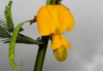 Aeschynomene cristata var. cristata