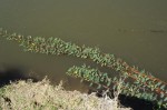 Aeschynomene fluitans