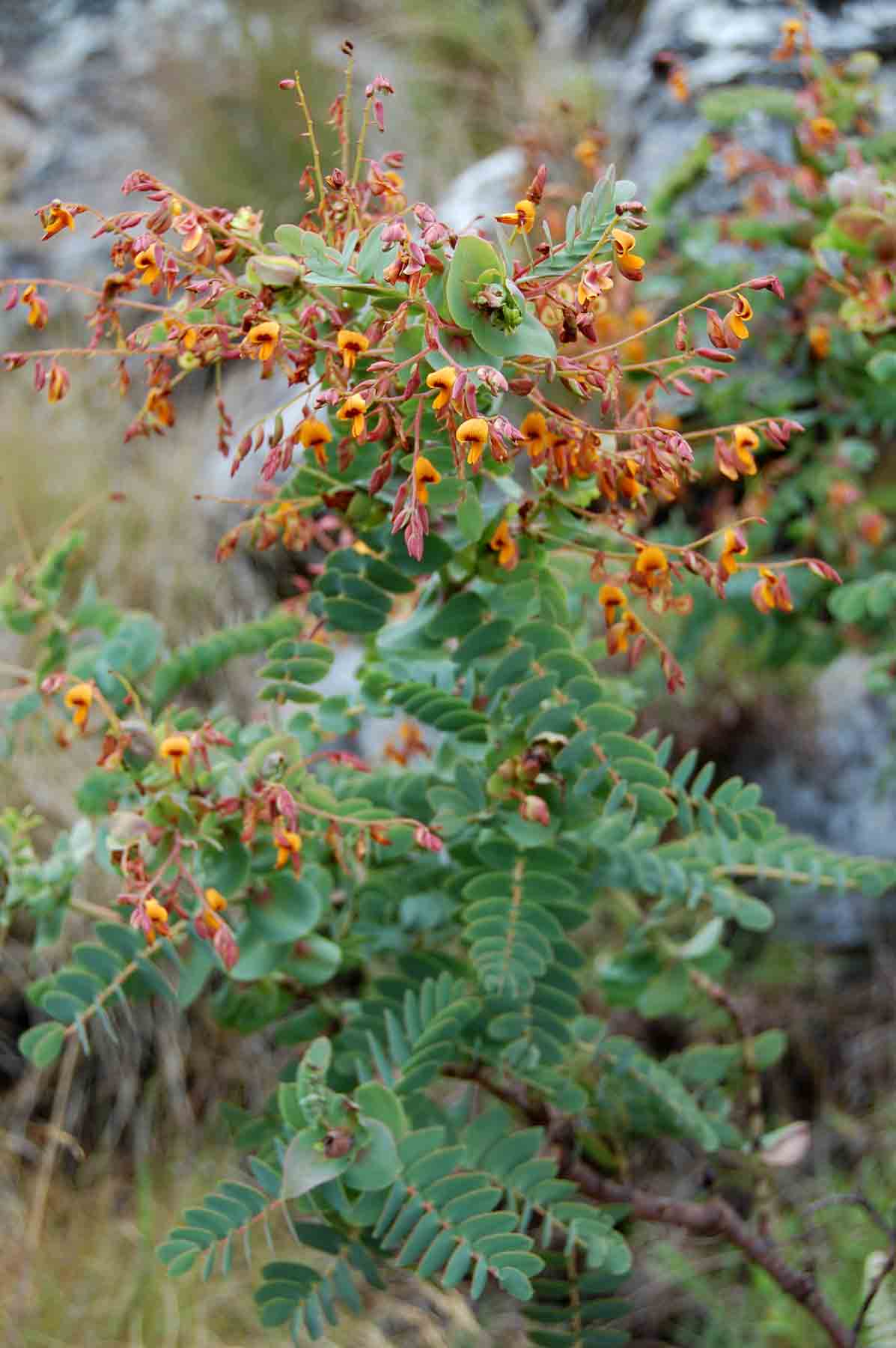 Aeschynomene grandistipulata