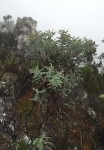 Aeschynomene grandistipulata