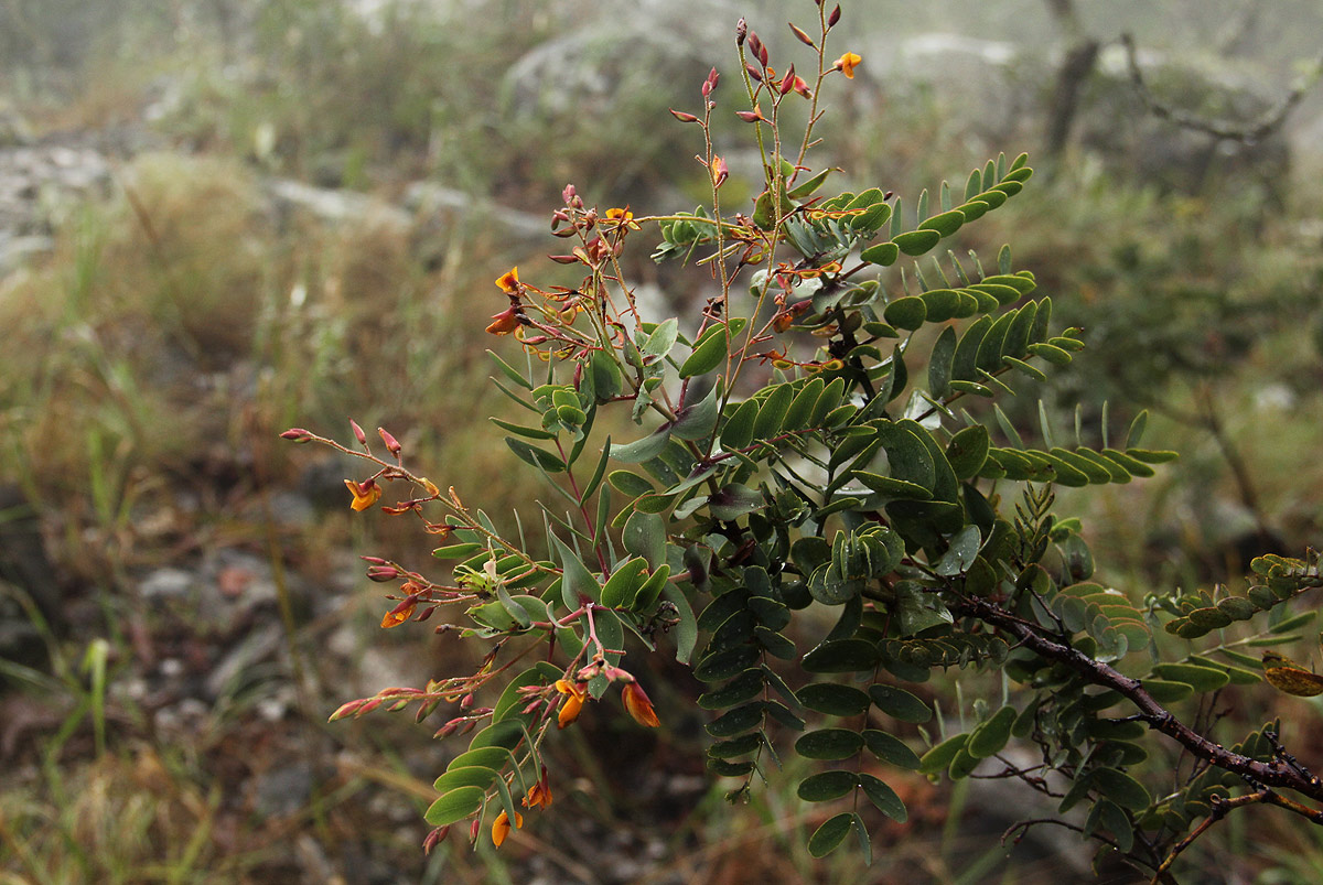 Aeschynomene grandistipulata
