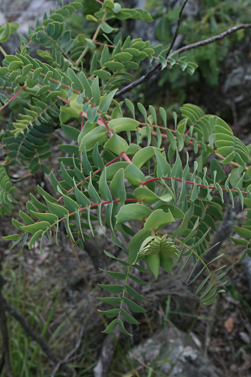 Aeschynomene grandistipulata