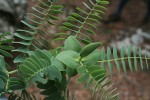 Aeschynomene grandistipulata