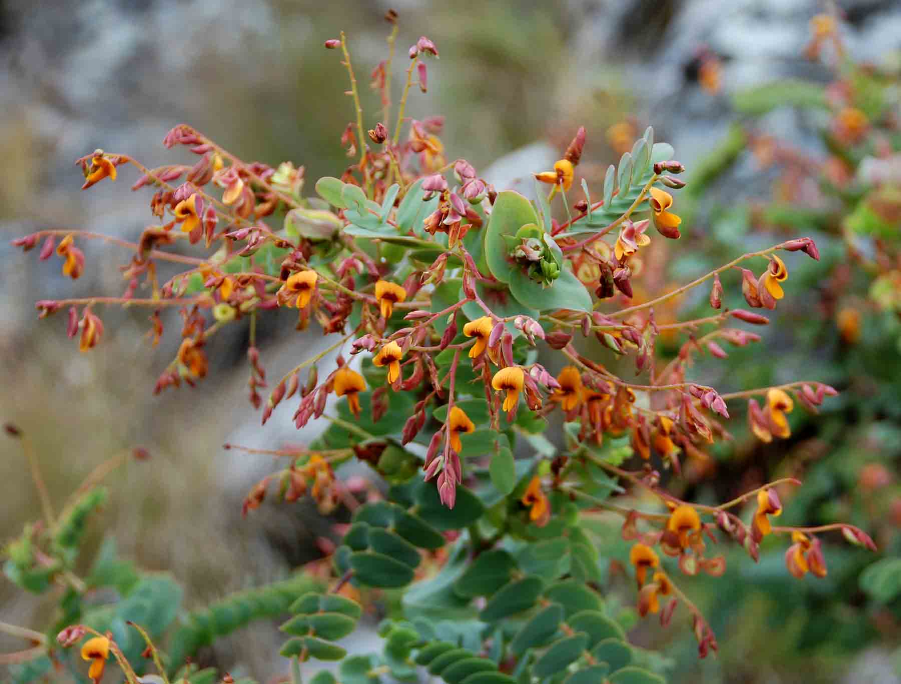 Aeschynomene grandistipulata