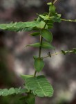 Aeschynomene grandistipulata