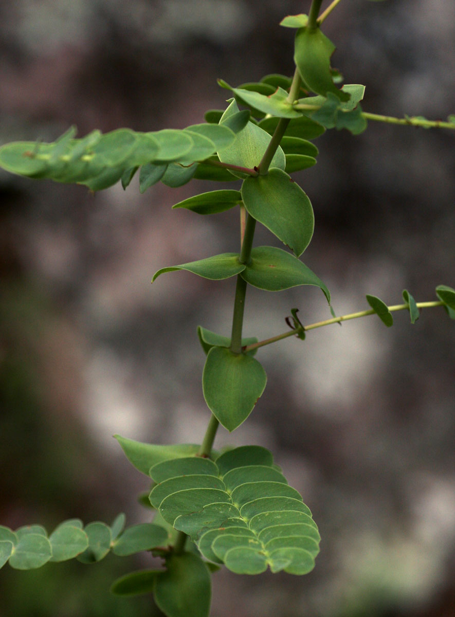 Aeschynomene grandistipulata