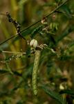 Aeschynomene indica