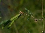 Aeschynomene indica