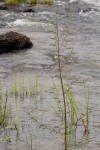 Aeschynomene indica