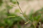 Aeschynomene indica