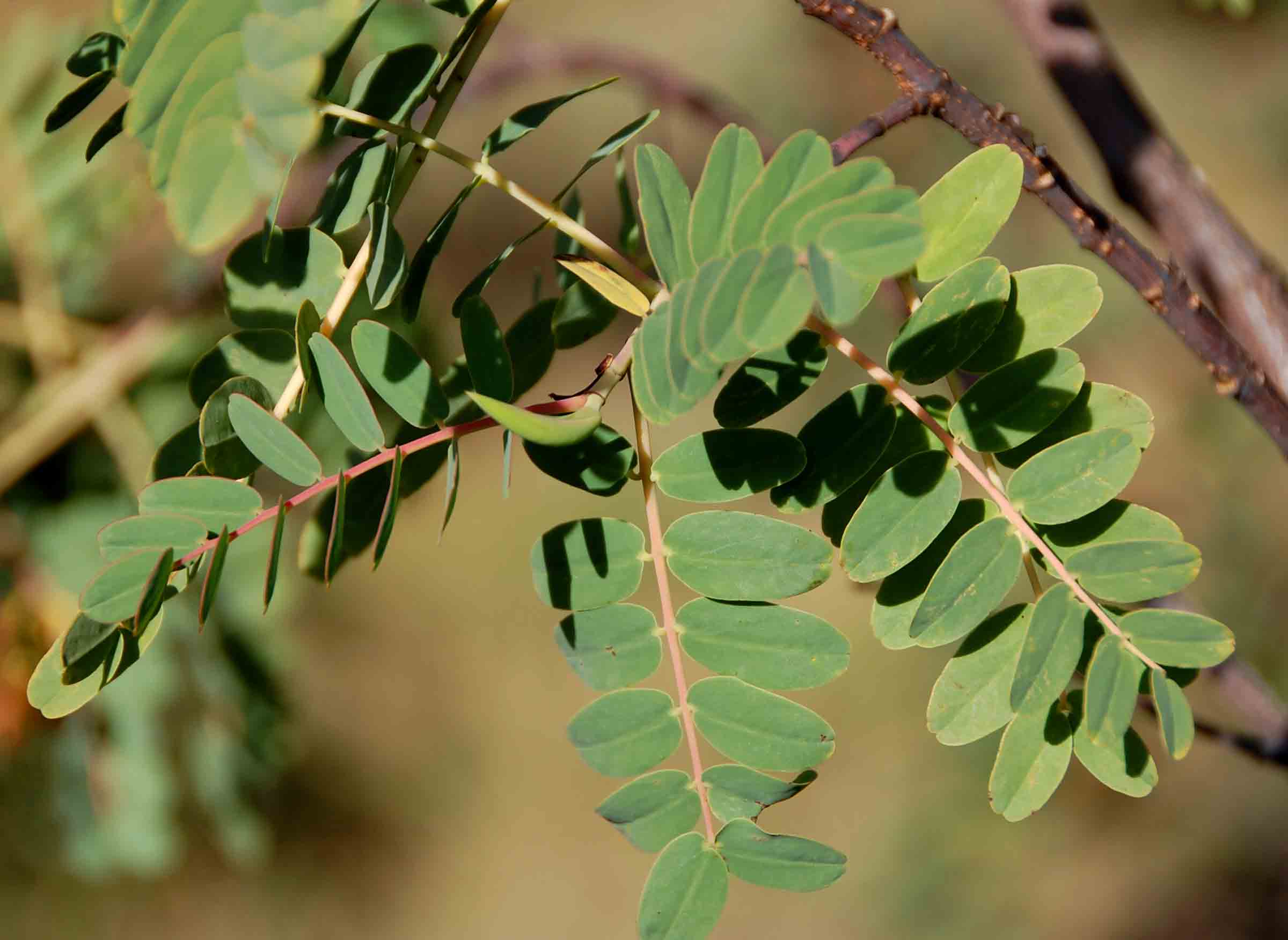 Aeschynomene megalophylla