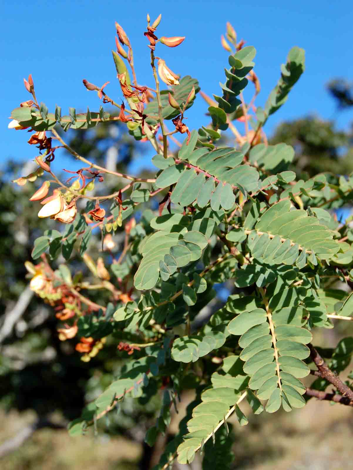 Aeschynomene megalophylla