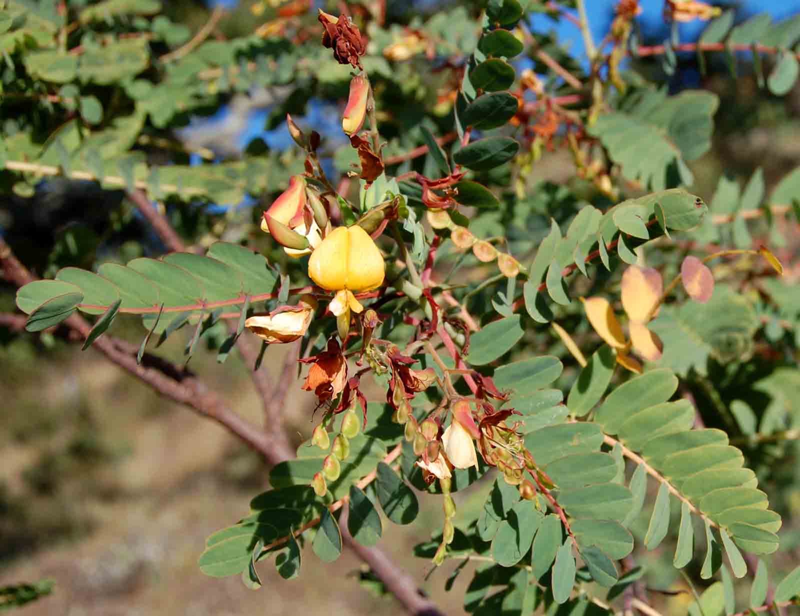 Aeschynomene megalophylla