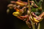Aeschynomene mimosifolia