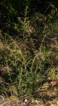 Aeschynomene mimosifolia