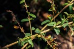 Aeschynomene mimosifolia