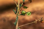 Aeschynomene mimosifolia