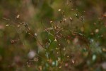 Aeschynomene minutiflora subsp. minutiflora