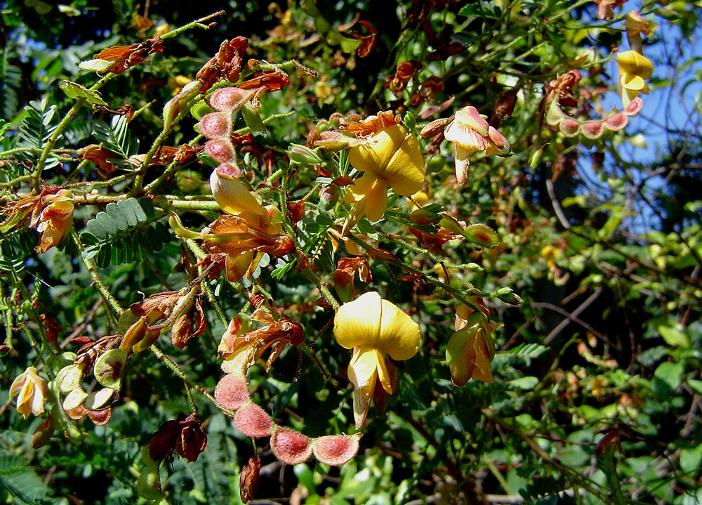 Aeschynomene nodulosa var. nodulosa