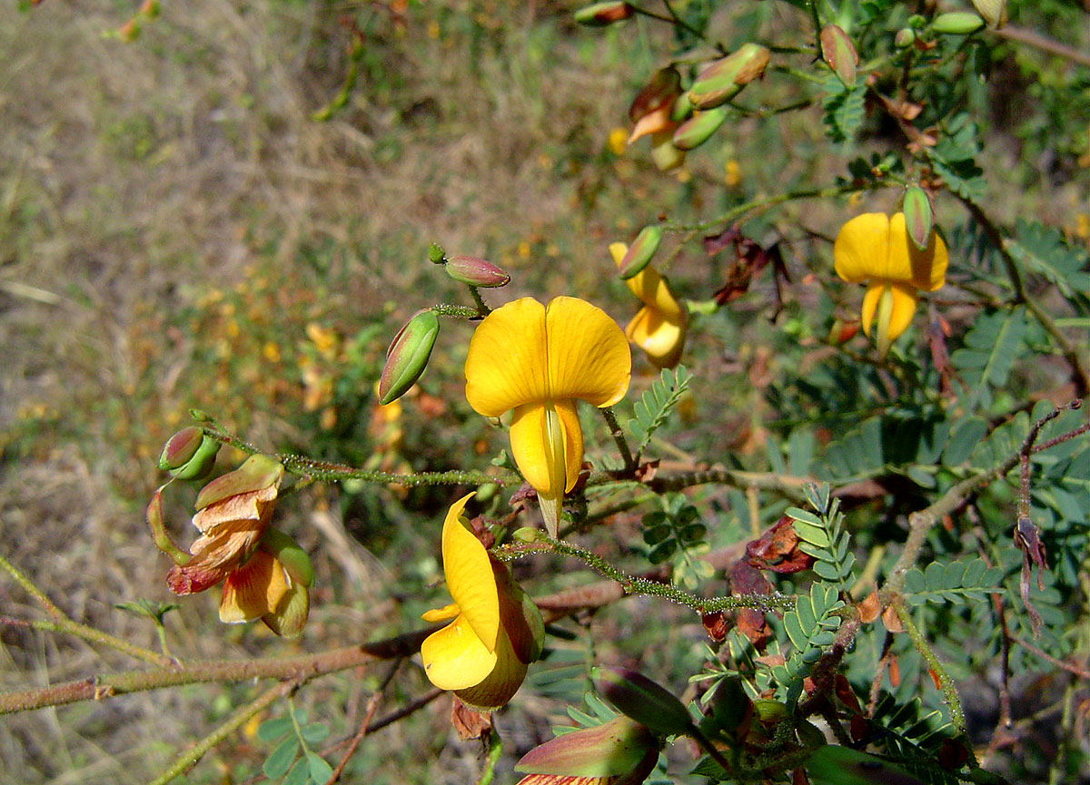 Aeschynomene nodulosa var. nodulosa