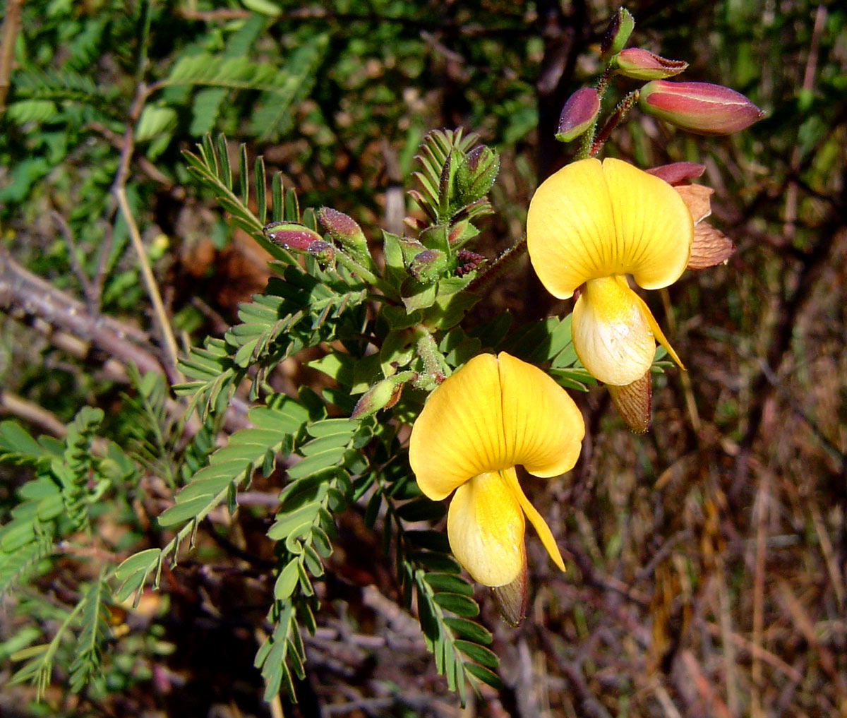 Aeschynomene nodulosa var. nodulosa