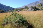 Aeschynomene nodulosa var. nodulosa
