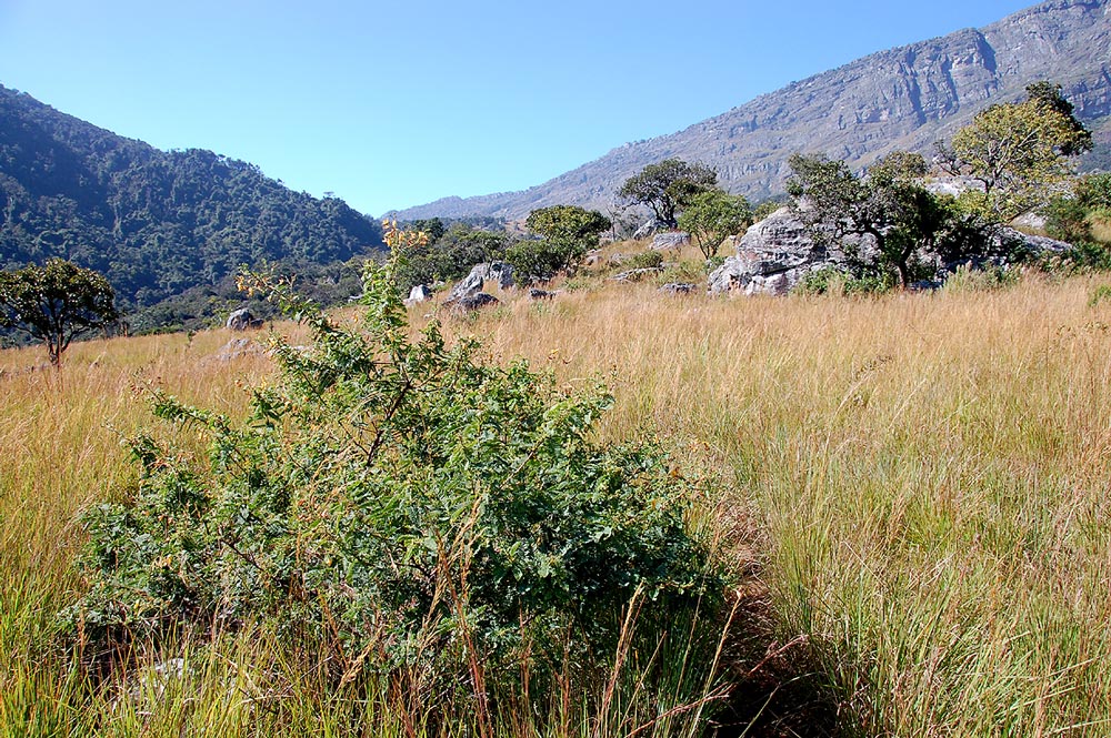 Aeschynomene nodulosa var. nodulosa
