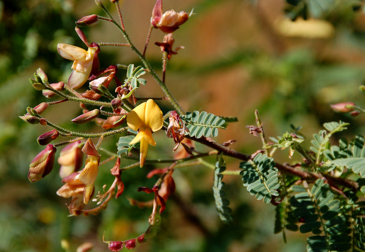 Aeschynomene nodulosa var. nodulosa